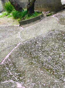 H28散る桜