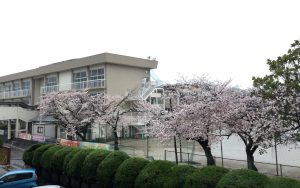 h29雨と桜