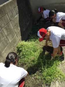 h 30外底大掃除山盛りの草