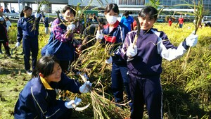 h 30田んぼアート稲刈り会3