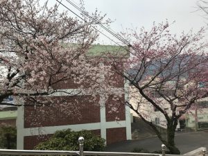 h 30韓国の桜
