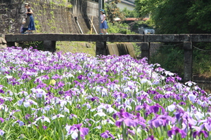 ｒ1花しょうぶ