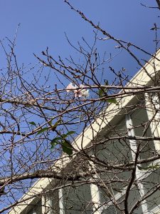 2019秋の桜